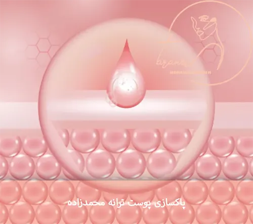 هیپودرمی -ساختار پوست- ترانه محمدزاده