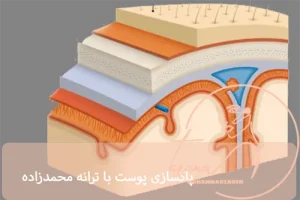 ساختار لایه های اپیدرم پوست- پاکسازی پوست با ترانه محمدزاده