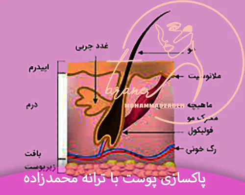 ساختار و وظایف پوست - ترانه محمدزاده